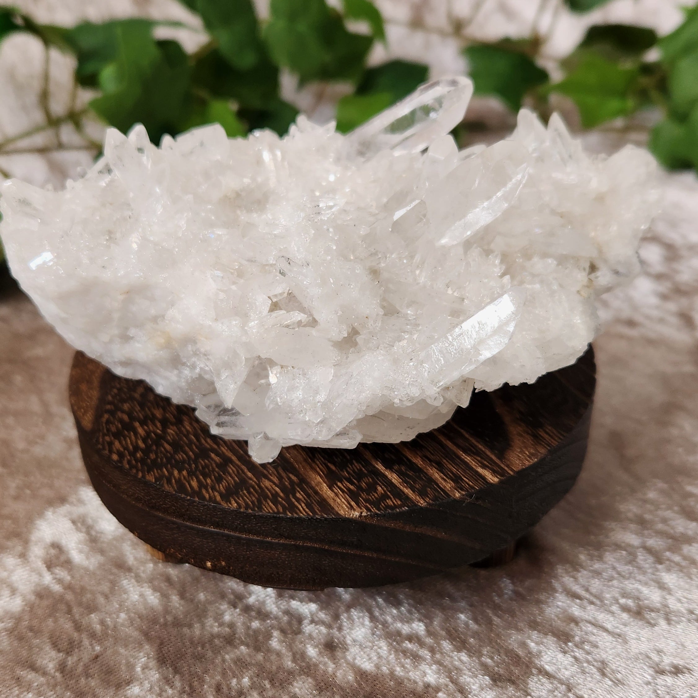 Natural beauty in a cluster of clear quartz set on wooden stand with ivy in the background