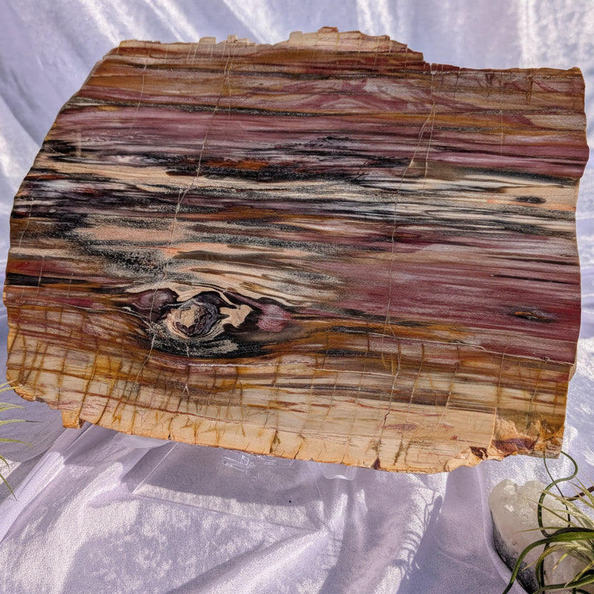 Petrified wood slab with natural banding and polished surface