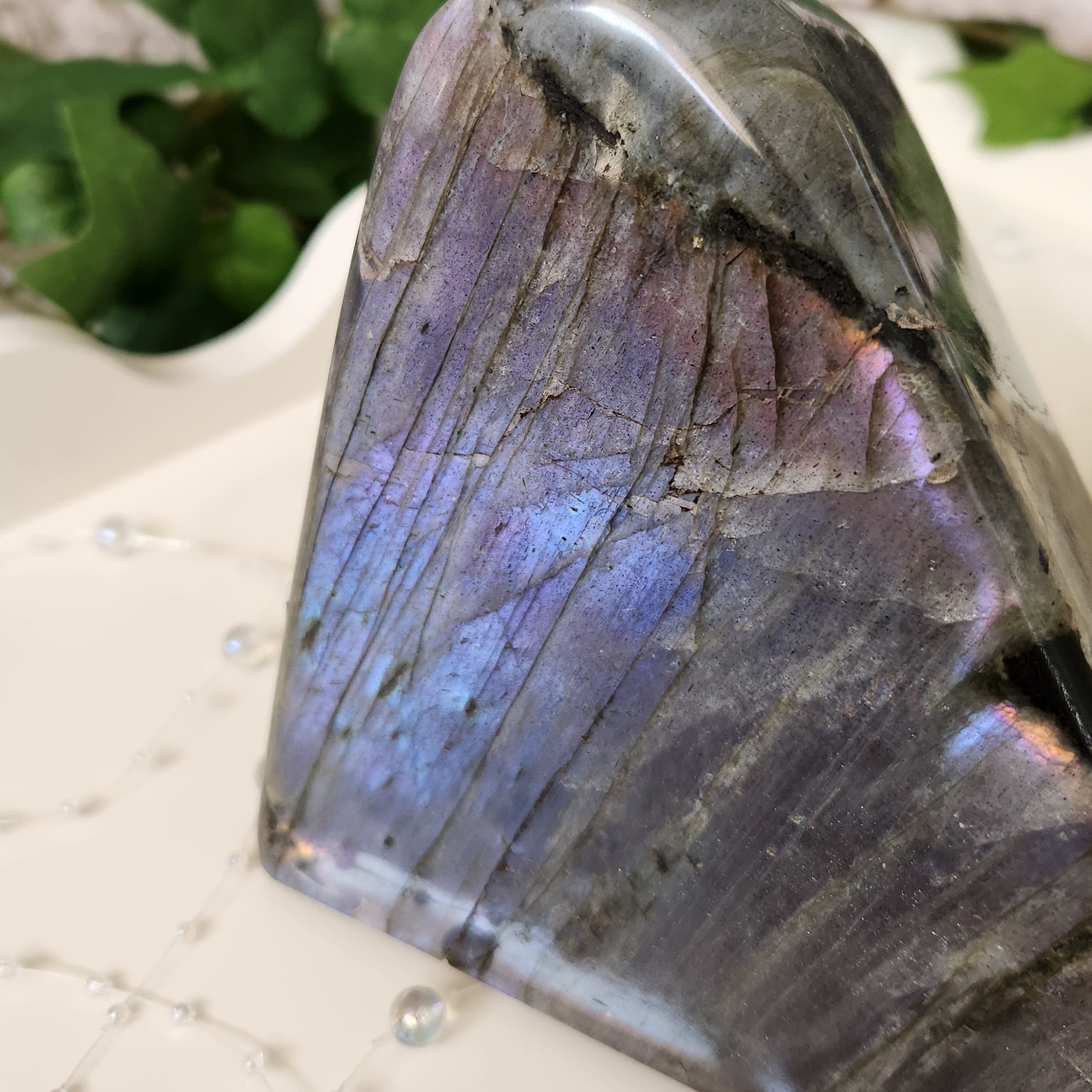Close up of Labradorite Freeform displayed on white scalloped tray with ivy background