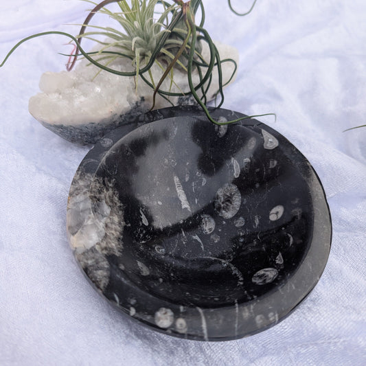 Orthoceras Fossil Bowl – Ancient Stone Carving of Transformation & Wisdom – Spellbound Crystal Boutique