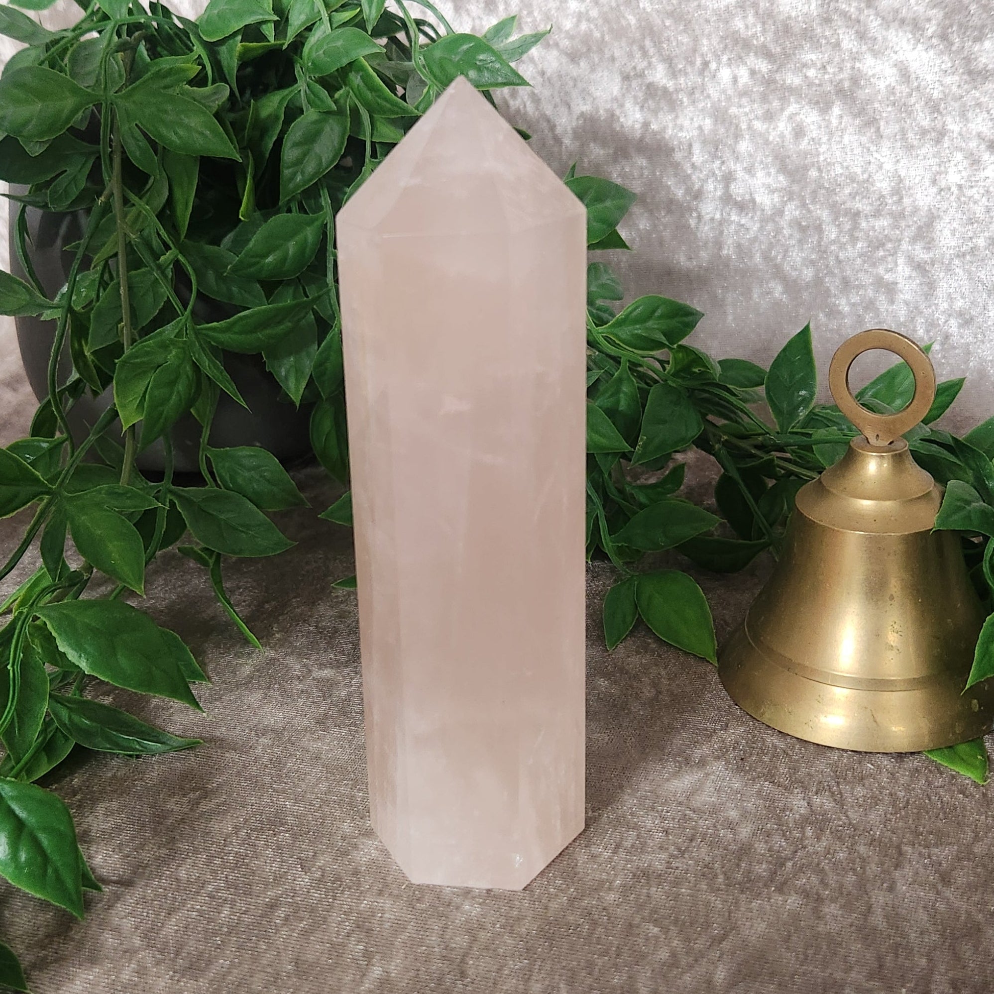 Polished rose quartz generator crystal displayed with greenery for scale